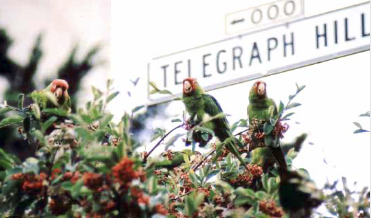 Parrots of Telegraph Hill